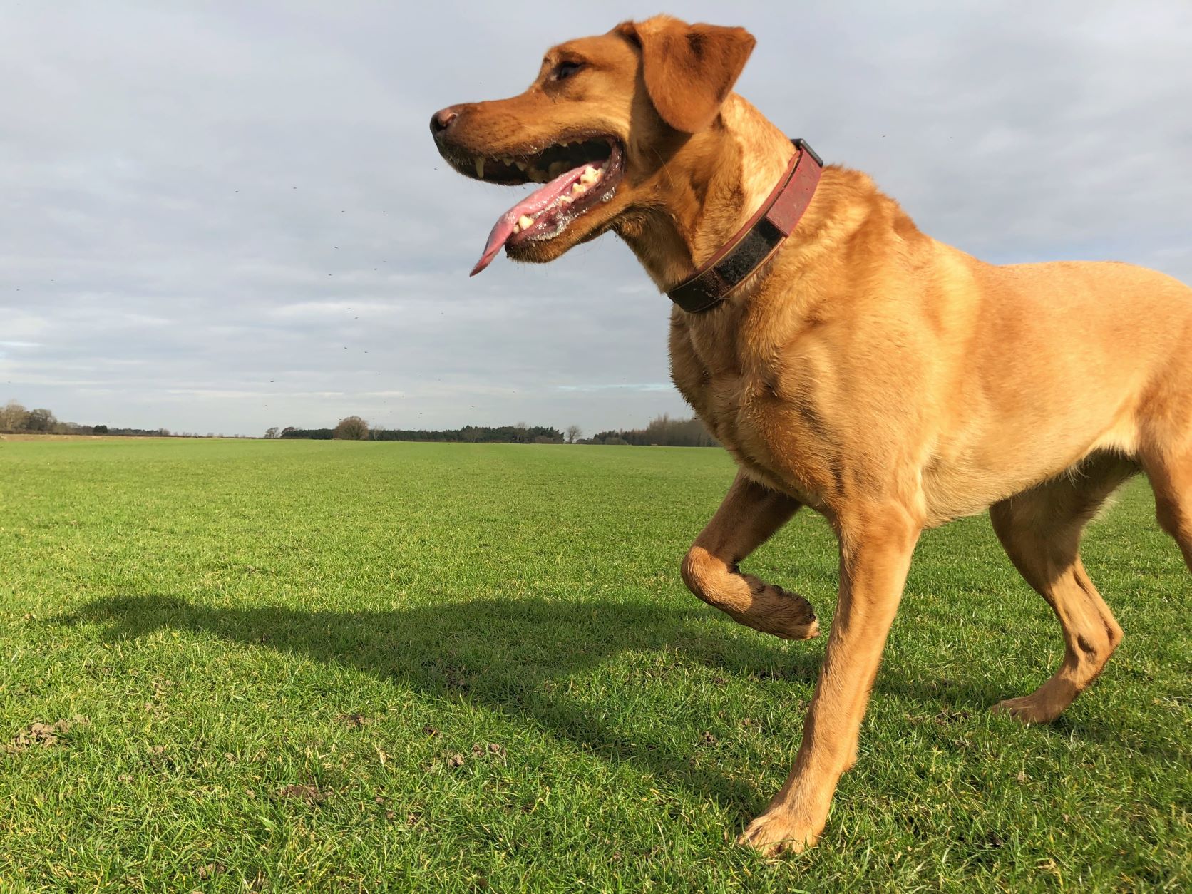 Invisible Dog Fencing, Greater Central Indiana